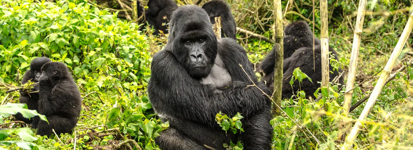 gorilla s rwanda