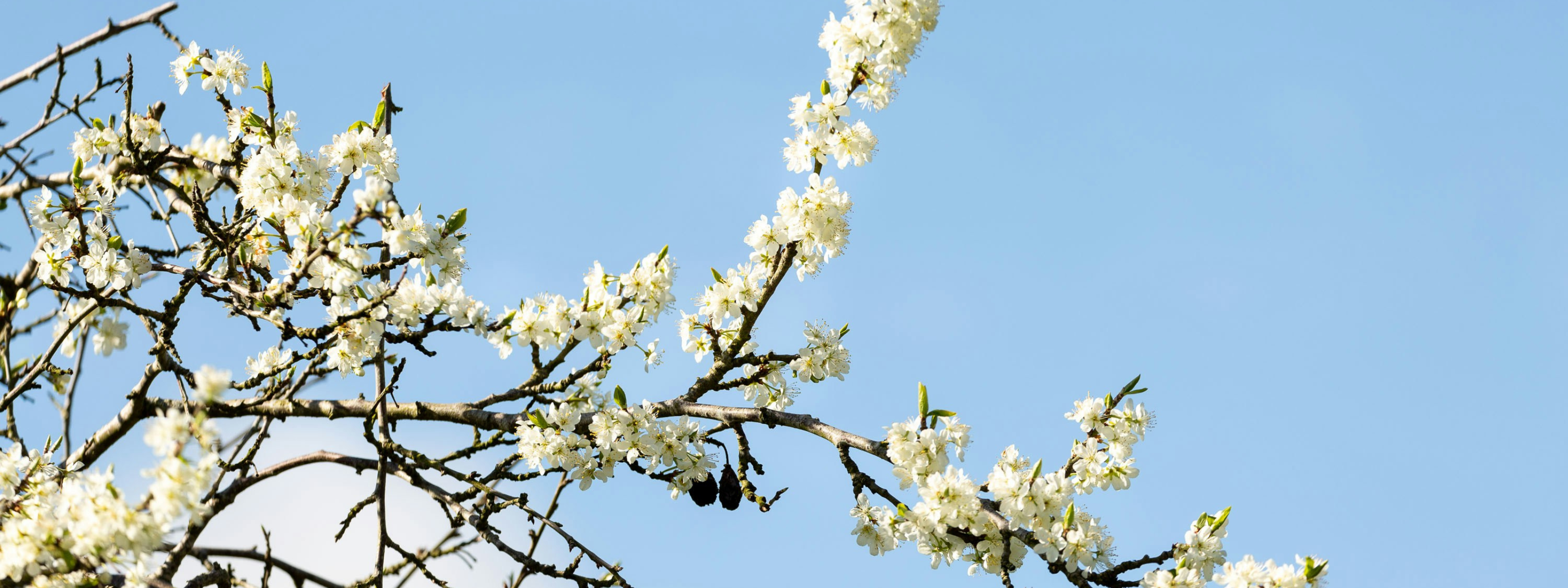 Paasvakantie 2026 met Caractère