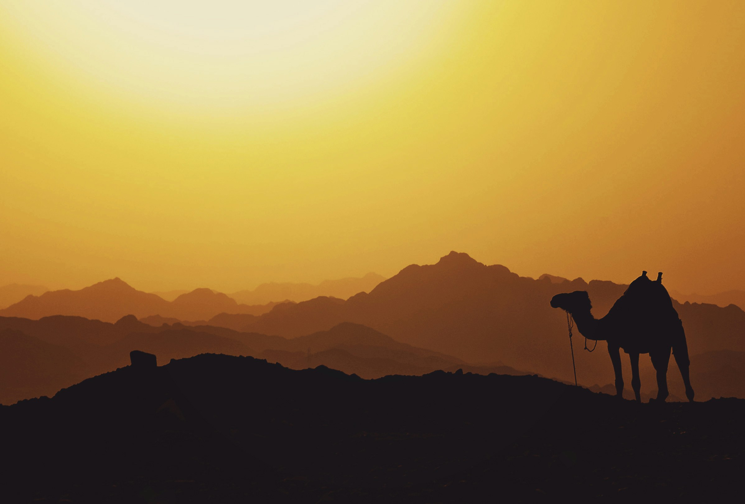 woestijn egypte