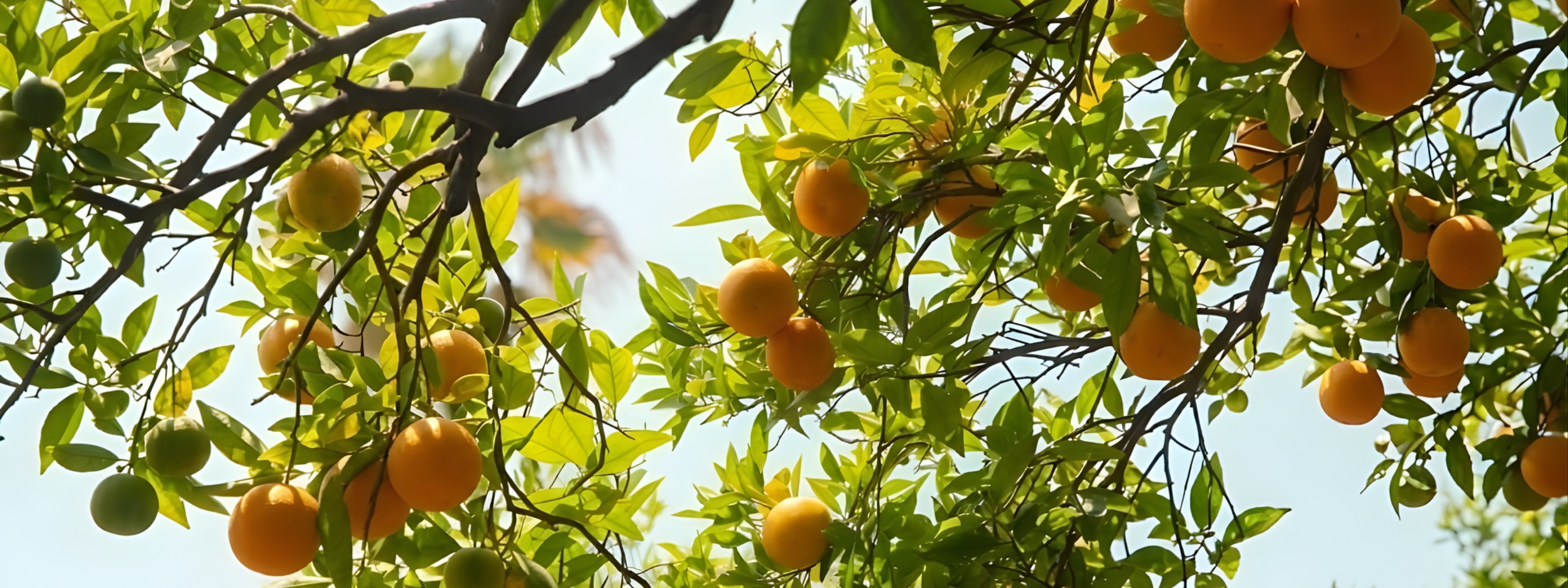 Krokusvakantie 2027 met Caractère