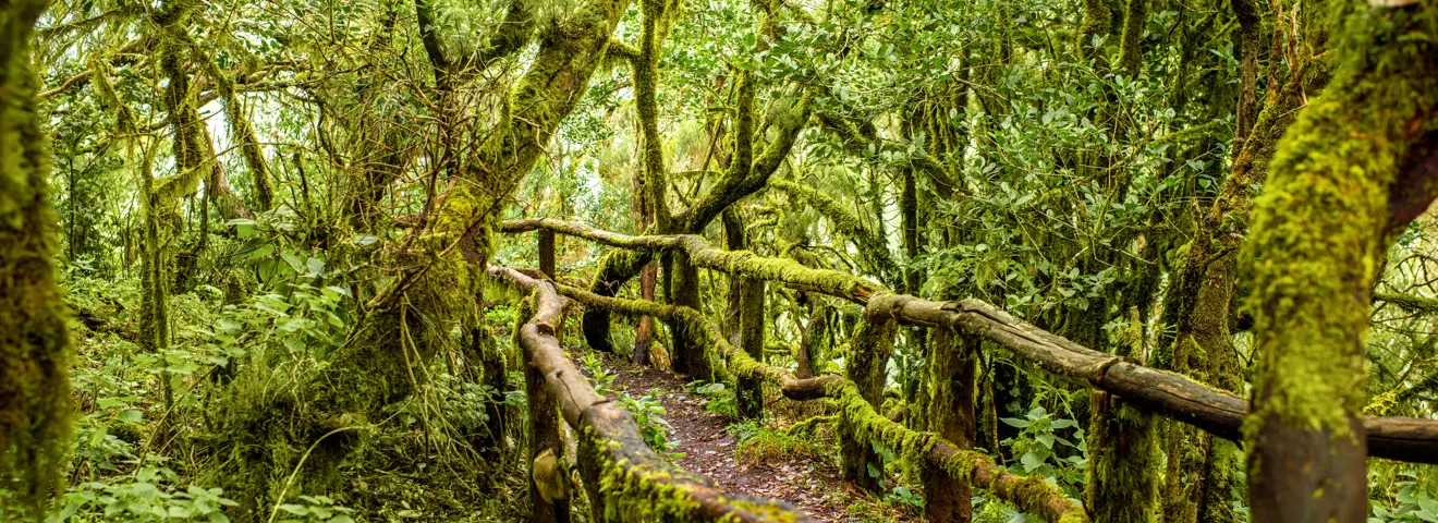 la gomera garajonay national park
