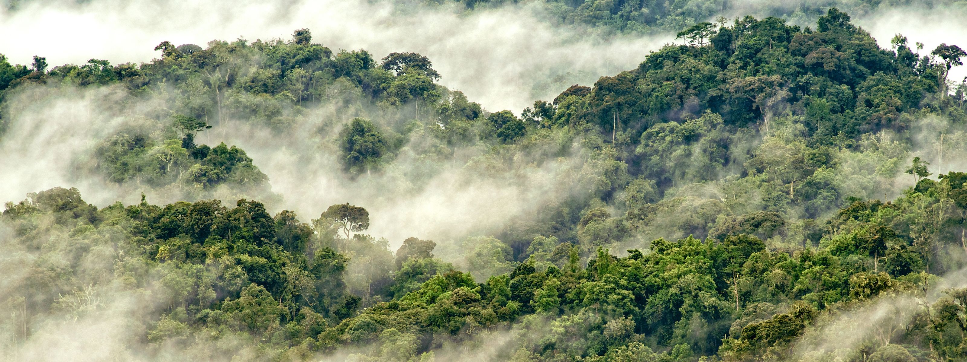 Waarom Rwanda jouw volgende safari-bestemming moet zijn