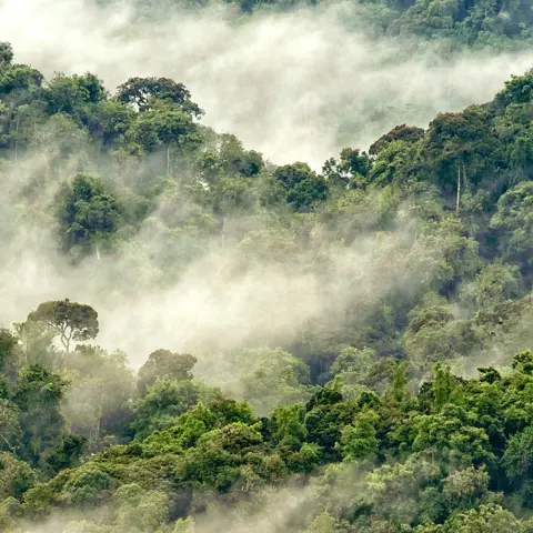 Waarom Rwanda jouw volgende safari-bestemming moet zijn