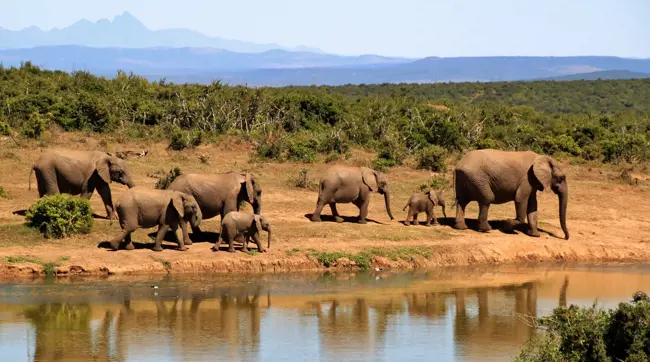 olifanten in zuid afrika