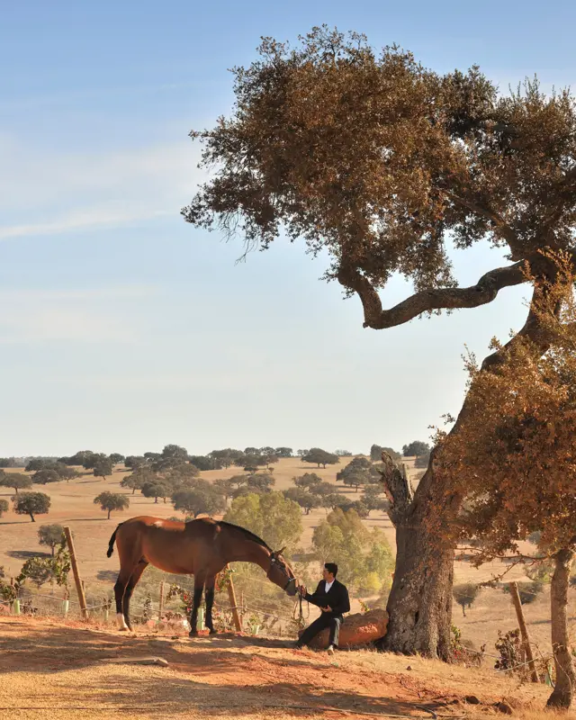 paard malhadinha nova