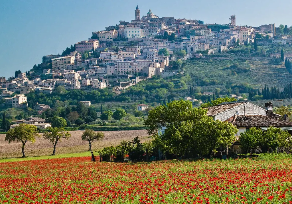 red poppy field to the hilltown of trevi umbria italy