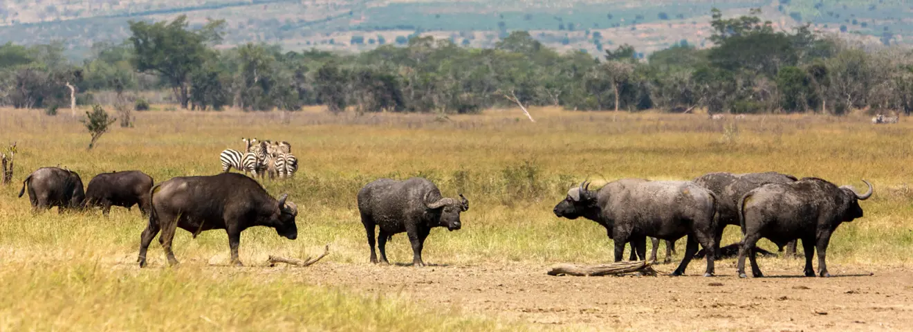 rwanda wild animals