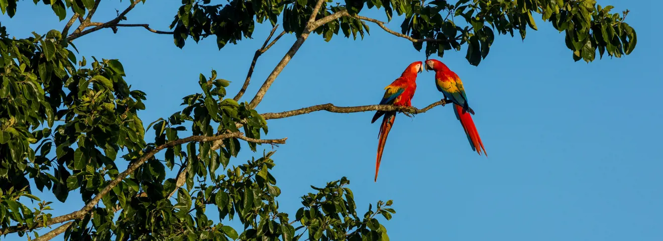 scarlet macaw