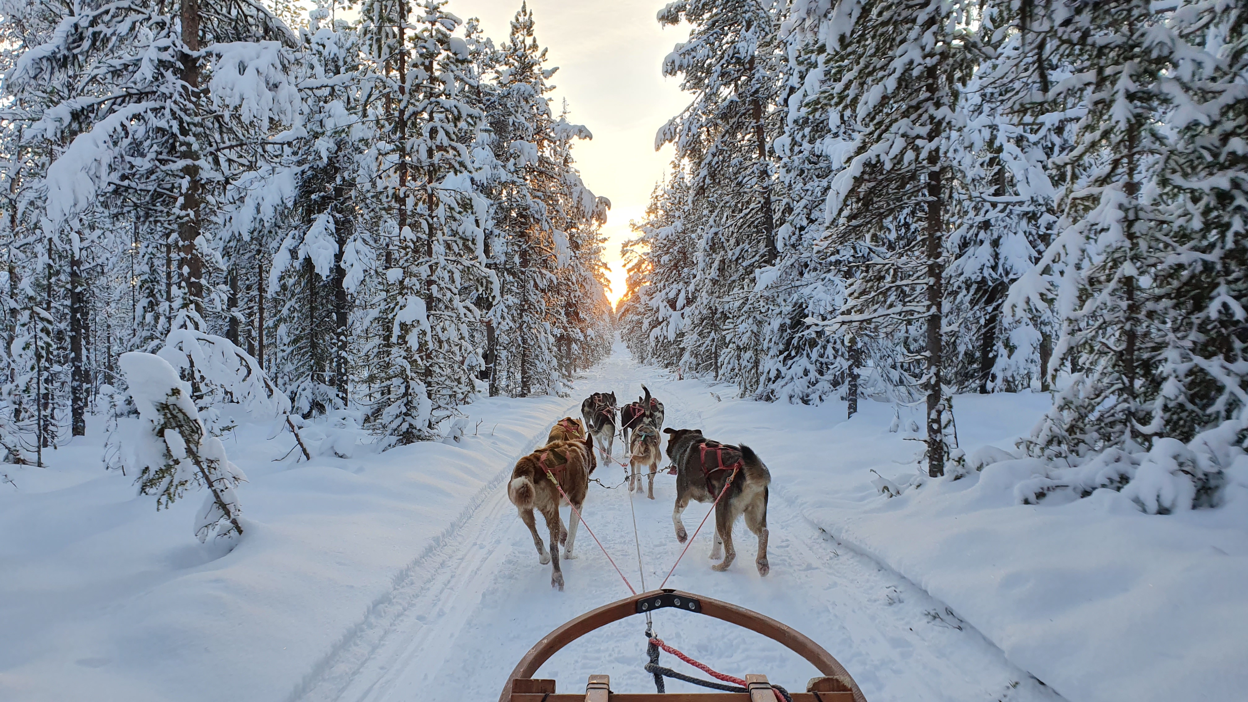 serr0001 zweeds lapland 03