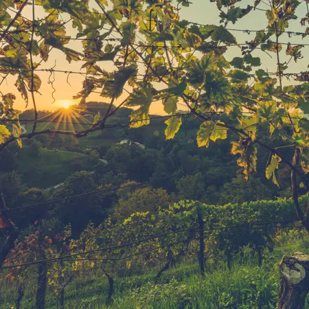 slovenie wijngaarden incentive
