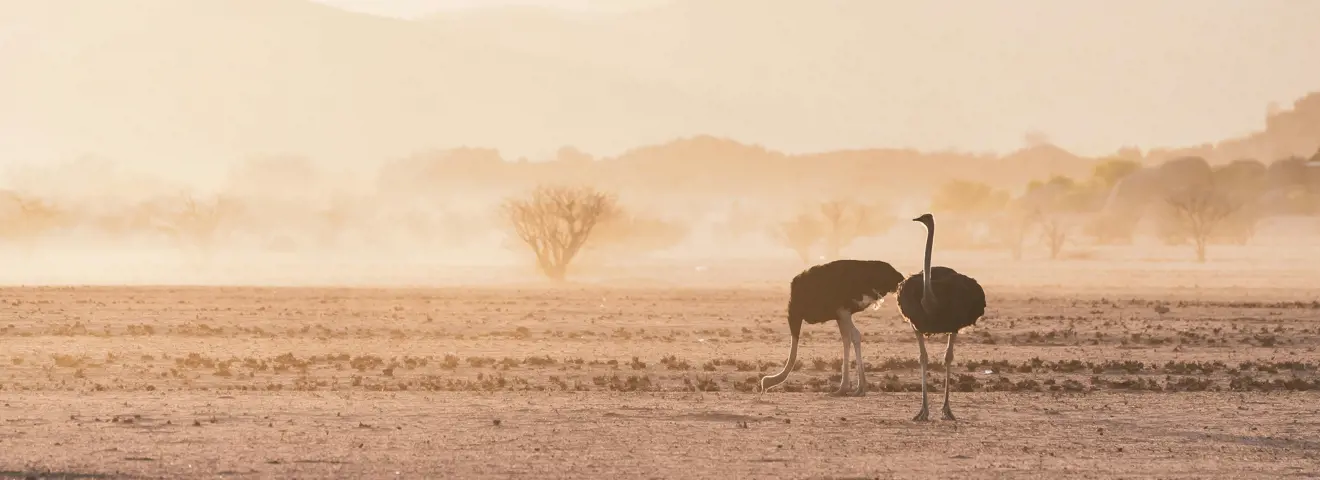 struisvogels damaraland