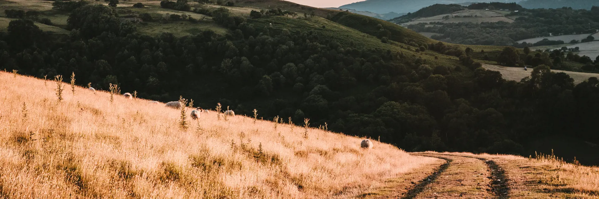 wijnvelden zuid europa november