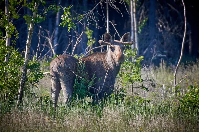 wilde dieren lapland